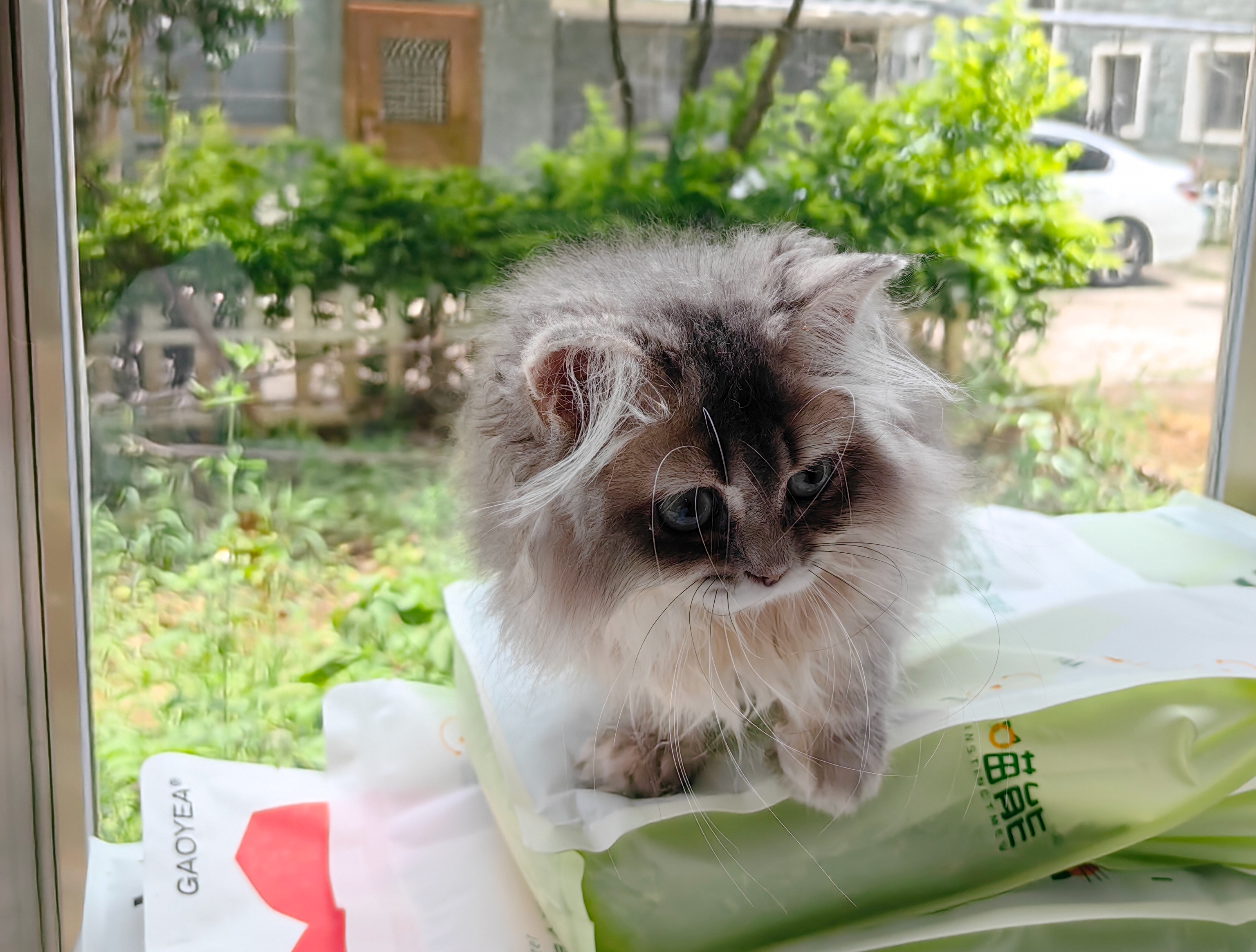 长毛蓝金渐层妹妹